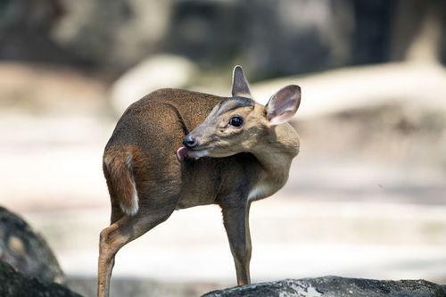 毕方鸟图片,神秘幻彩的古代神话之鸟