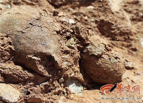 恐龙蛋化石图片,恐龙蛋化石的神秘世界